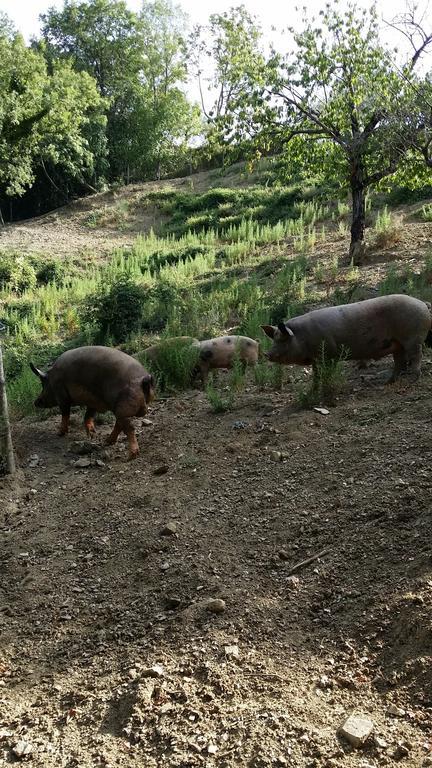 Agriturismo L'Antico Casolare Castelcivita エクステリア 写真